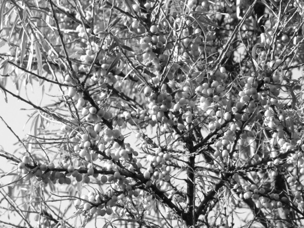 Иллюстрация к книге — Про тайгу и про охоту. Воспоминания, рекомендации, извлечения [image81_56ee6bd1f5aecf0500150a71_jpg.jpg]