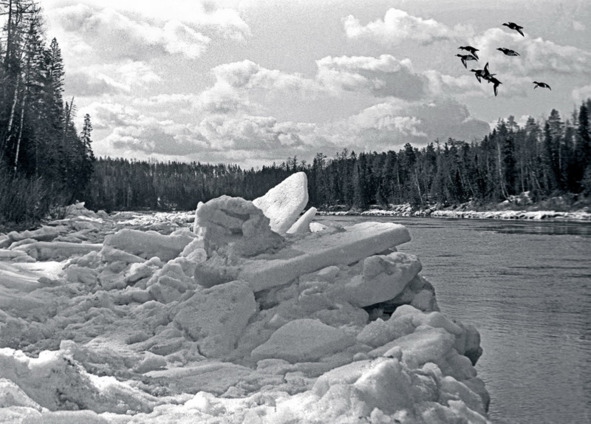 Иллюстрация к книге — Моя тропа. Очерки о природе [image10_56a65a65968e7b4f3664879a_jpg.jpg]