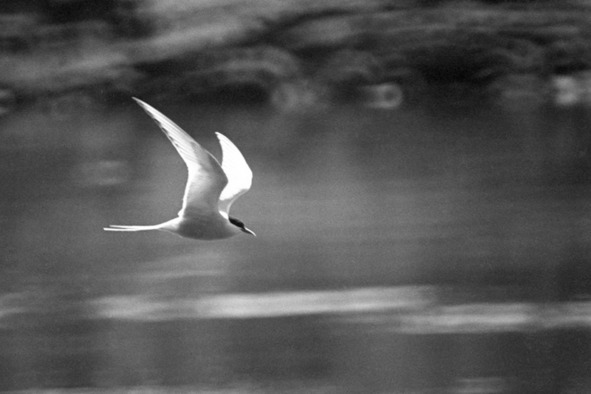 Иллюстрация к книге — Моя тропа. Очерки о природе [image11_56a7d538968e7b4f3665b71b_jpg.jpg]