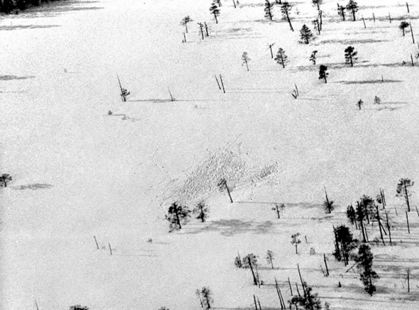 Иллюстрация к книге — Моя тропа. Очерки о природе [image17_5c4f2d3f2691ba07005f3efa_jpg.jpg]