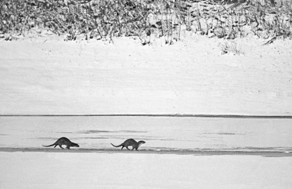 Иллюстрация к книге — Моя тропа. Очерки о природе [image18_577bffc04515ca0700991200_jpg.jpg]