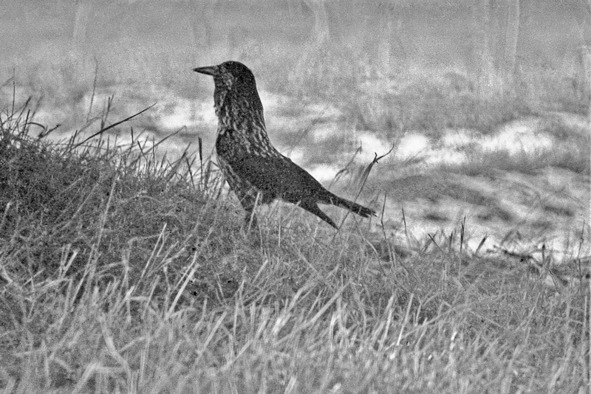 Иллюстрация к книге — Моя тропа. Очерки о природе [image27_56a88f1fe2a0fb0500ca20eb_jpg.jpg]