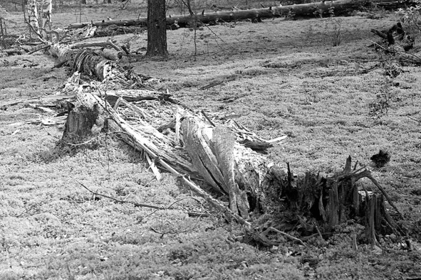 Иллюстрация к книге — Моя тропа. Очерки о природе [image28_56a893c9e2a0fb0500ca2627_jpg.jpg]