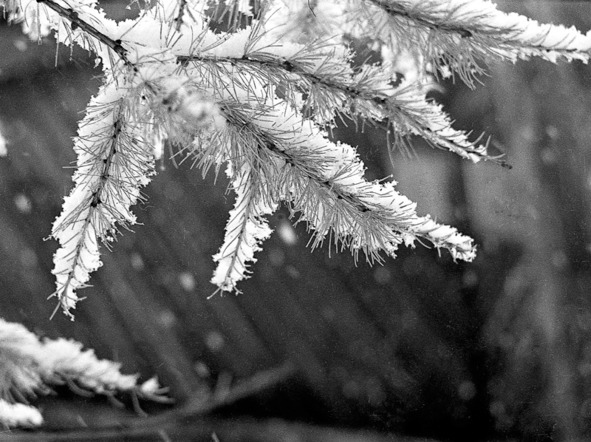 Иллюстрация к книге — Моя тропа. Очерки о природе [image30_56a8a50ae2a0fb0500ca3827_jpg.jpg]