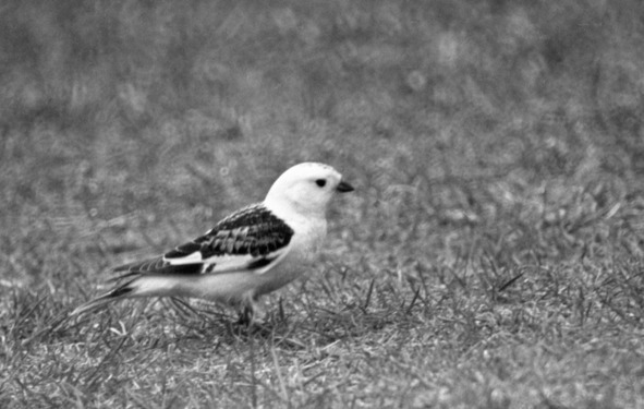 Иллюстрация к книге — Моя тропа. Очерки о природе [image31_56a8a0f4e2a0fb0500ca3453_jpg.jpg]