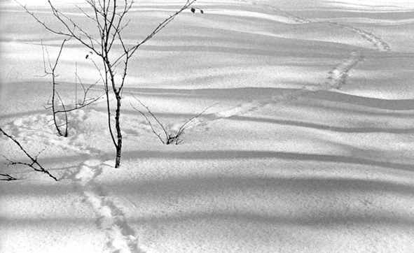 Иллюстрация к книге — Моя тропа. Очерки о природе [image34_56a8faebe2a0fb0500ca8cff_jpg.jpg]