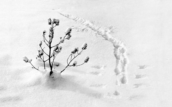 Иллюстрация к книге — Моя тропа. Очерки о природе [image36_56c074520d1a390500ef288c_jpg.jpg]