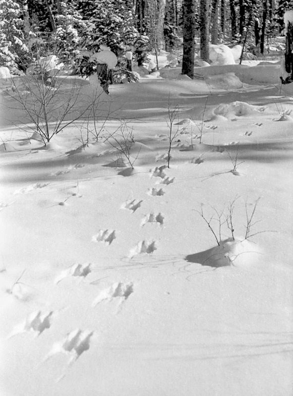 Иллюстрация к книге — Моя тропа. Очерки о природе [image37_56a9020ae2a0fb0500ca93c1_jpg.jpg]