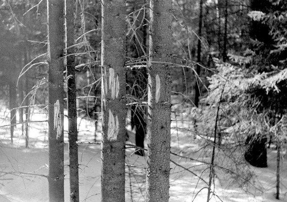 Иллюстрация к книге — Моя тропа. Очерки о природе [image39_56a90042e2a0fb0500ca91cb_jpg.jpg]