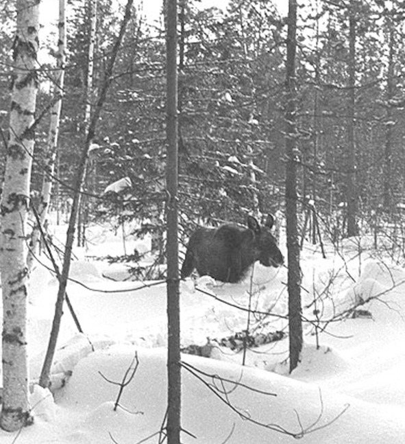 Иллюстрация к книге — Моя тропа. Очерки о природе [image40_56c0859a0d1a390500ef3378_jpg.jpg]