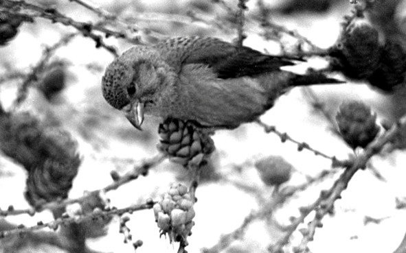 Иллюстрация к книге — Моя тропа. Очерки о природе [image42_5776b3f89d32210500a4df66_jpg.jpg]