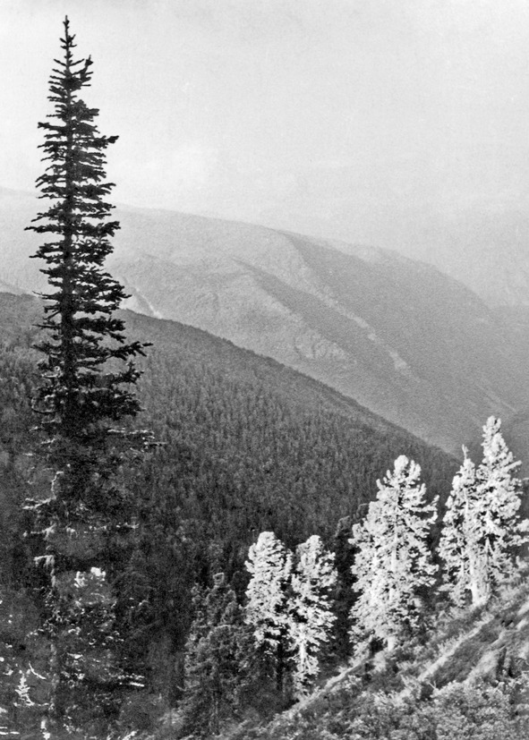 Иллюстрация к книге — Моя тропа. Очерки о природе [image50_56a916ece2a0fb0500caabec_jpg.jpg]