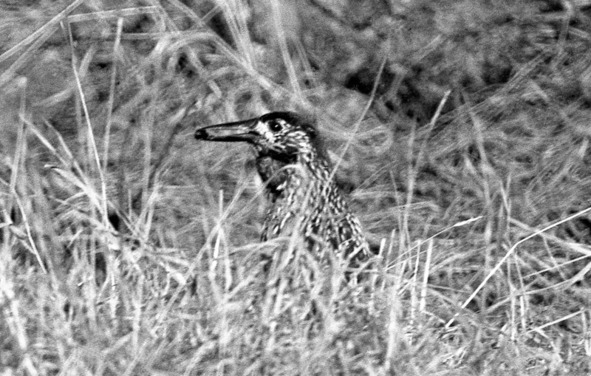 Иллюстрация к книге — Моя тропа. Очерки о природе [image58_56a9c772e2a0fb0500caf9e3_jpg.jpg]