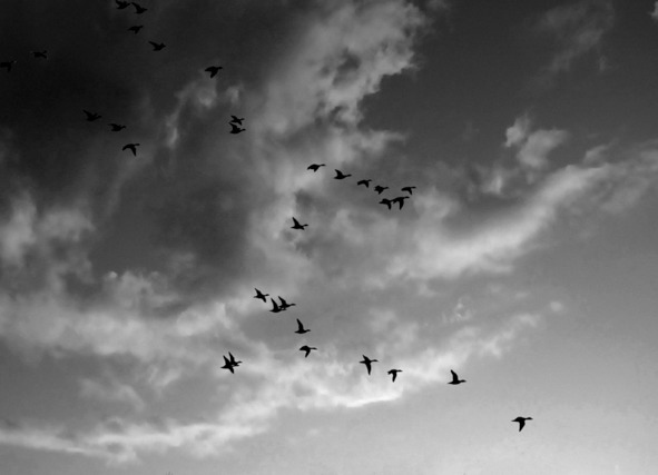 Иллюстрация к книге — Моя тропа. Очерки о природе [image67_56a9d7dbe2a0fb0500cb087d_jpg.jpg]