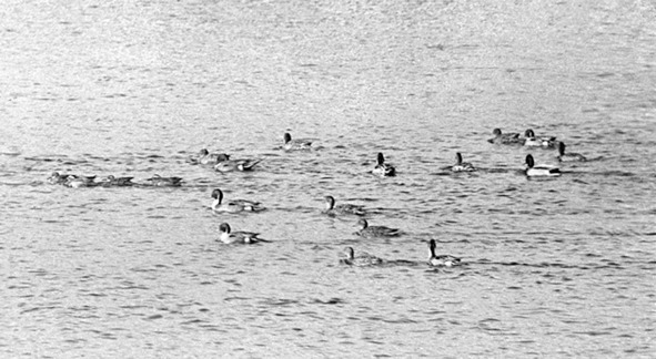 Иллюстрация к книге — Моя тропа. Очерки о природе [image9_56a65648968e7b4f366484e9_jpg.jpg]