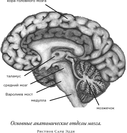 Иллюстрация к книге — Загадка падающей кошки и фундаментальная физика [i_035.jpg]