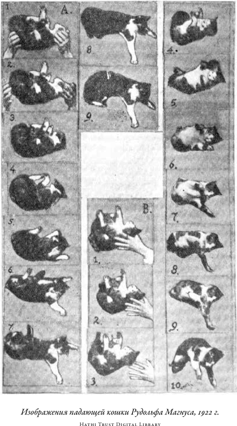 Иллюстрация к книге — Загадка падающей кошки и фундаментальная физика [i_037.jpg]