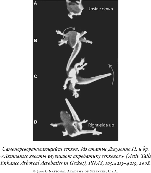 Иллюстрация к книге — Загадка падающей кошки и фундаментальная физика [i_060.jpg]