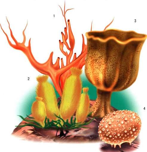 Иллюстрация к книге — В морях и океанах [i_006.jpg]