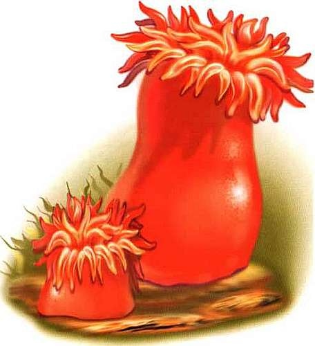 Иллюстрация к книге — В морях и океанах [i_009.jpg]