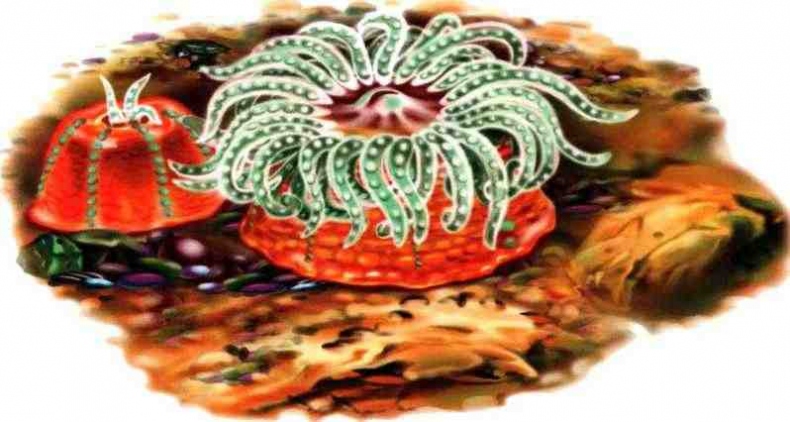 Иллюстрация к книге — В морях и океанах [i_011.jpg]