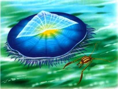 Иллюстрация к книге — В морях и океанах [i_015.jpg]