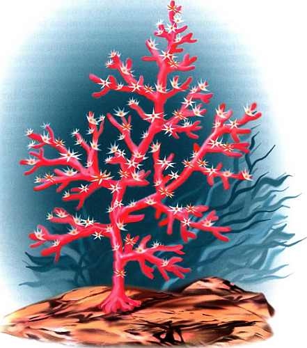 Иллюстрация к книге — В морях и океанах [i_017.jpg]