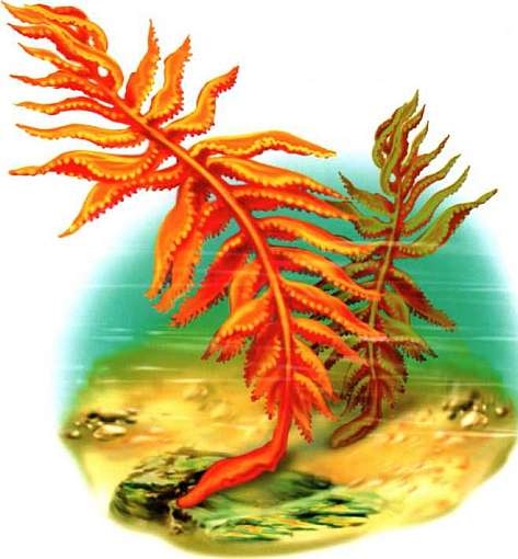 Иллюстрация к книге — В морях и океанах [i_020.jpg]