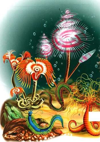 Иллюстрация к книге — В морях и океанах [i_023.jpg]