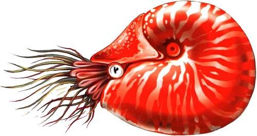 Иллюстрация к книге — В морях и океанах [i_031.jpg]