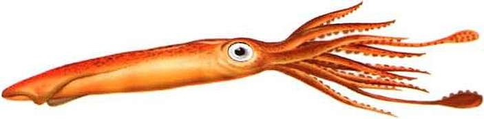 Иллюстрация к книге — В морях и океанах [i_032.jpg]