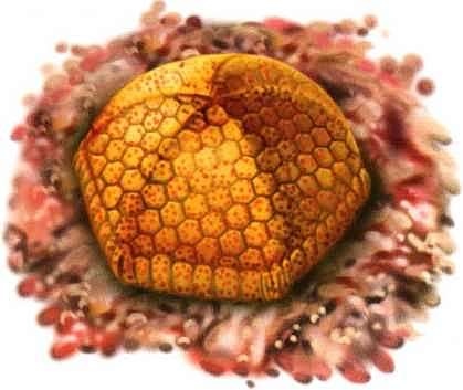 Иллюстрация к книге — В морях и океанах [i_037.jpg]