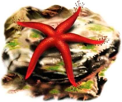 Иллюстрация к книге — В морях и океанах [i_038.jpg]