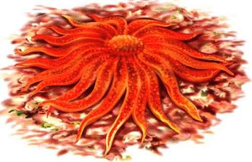 Иллюстрация к книге — В морях и океанах [i_039.jpg]