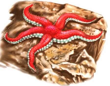 Иллюстрация к книге — В морях и океанах [i_040.jpg]