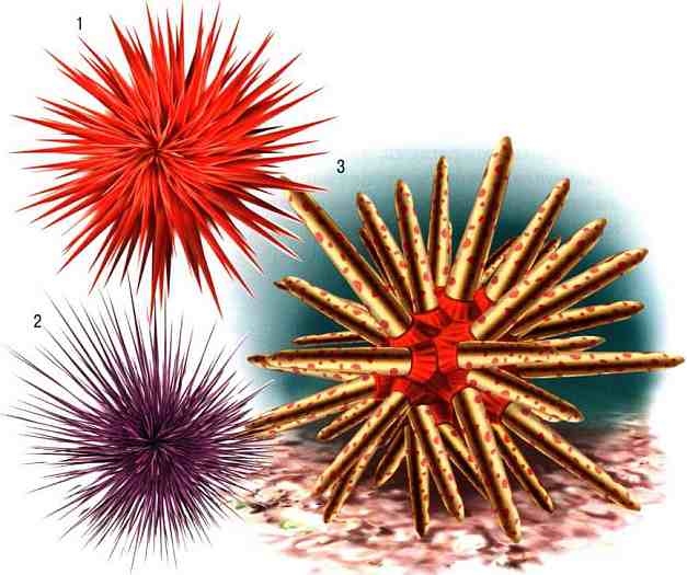 Иллюстрация к книге — В морях и океанах [i_041.jpg]