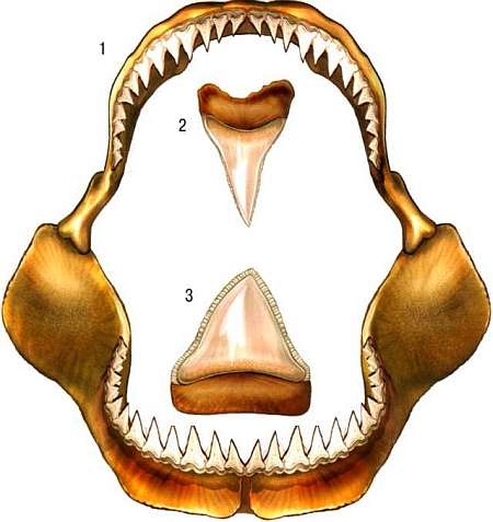 Иллюстрация к книге — В морях и океанах [i_048.jpg]