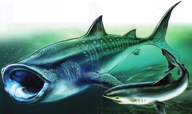 Иллюстрация к книге — В морях и океанах [i_050.jpg]