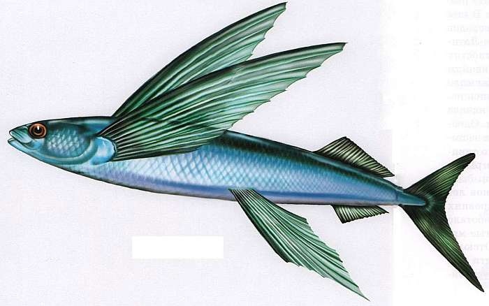 Иллюстрация к книге — В морях и океанах [i_057.jpg]