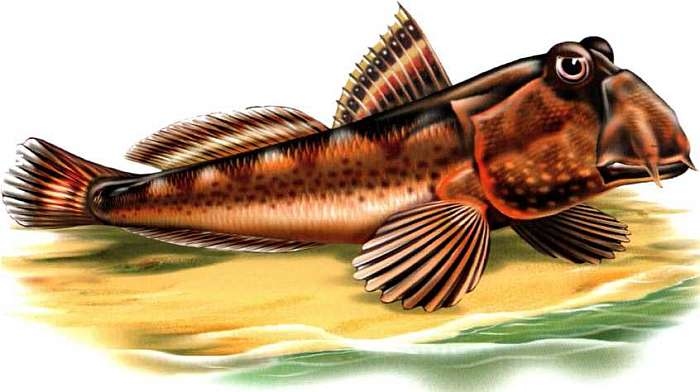 Иллюстрация к книге — В морях и океанах [i_058.jpg]