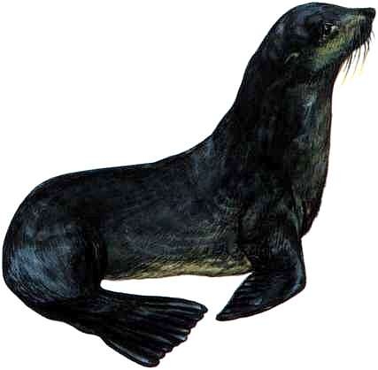 Иллюстрация к книге — В морях и океанах [i_061.jpg]