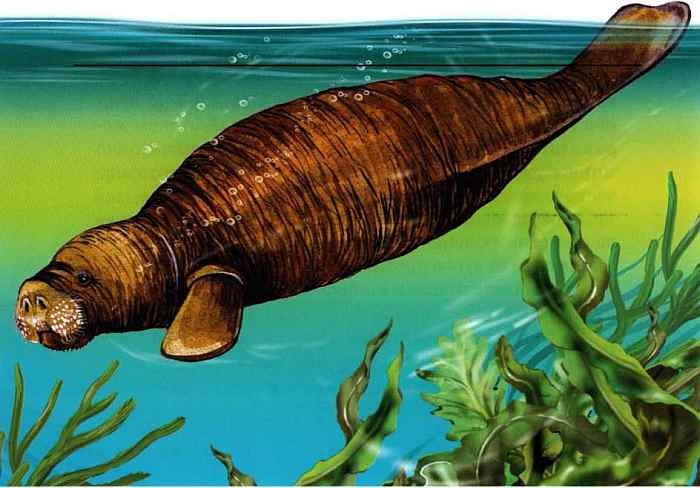 Иллюстрация к книге — В морях и океанах [i_064.jpg]