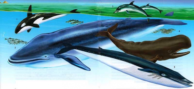 Иллюстрация к книге — В морях и океанах [i_066.jpg]