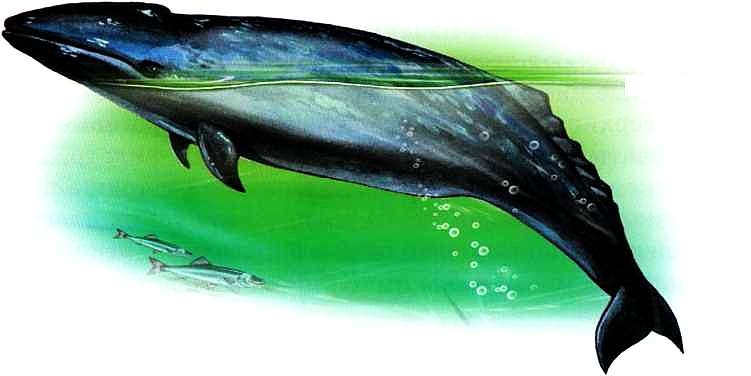 Иллюстрация к книге — В морях и океанах [i_068.jpg]