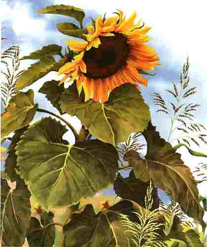 Иллюстрация к книге — Цветы [i_001.jpg]