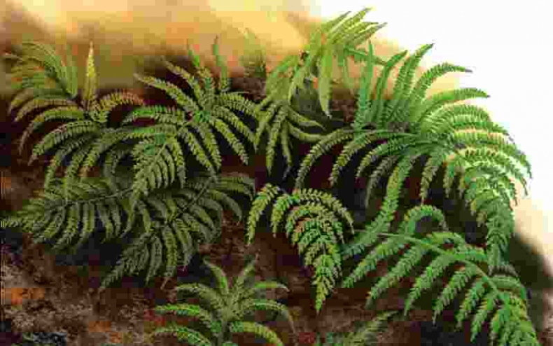 Иллюстрация к книге — Цветы [i_004.jpg]