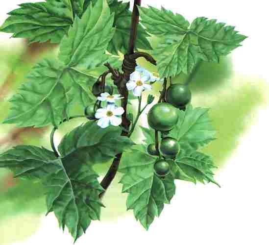 Иллюстрация к книге — Цветы [i_006.jpg]