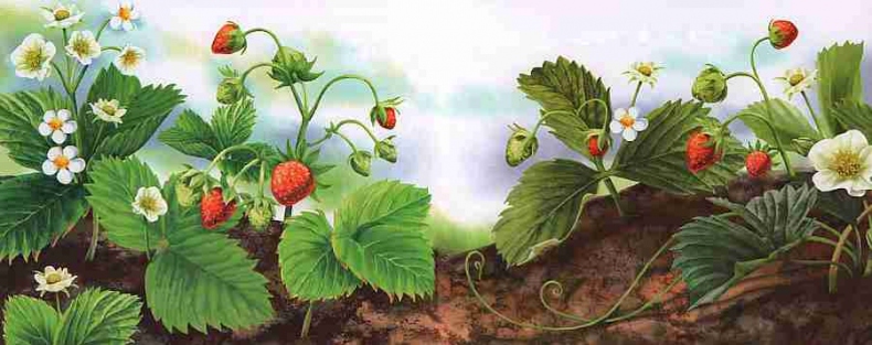 Иллюстрация к книге — Цветы [i_011.jpg]