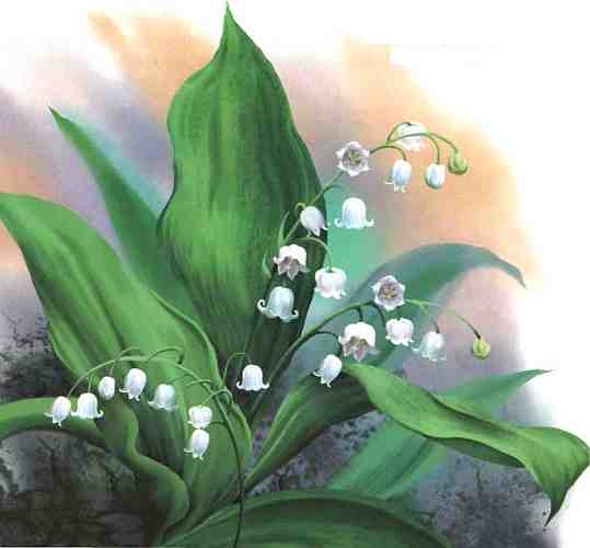 Иллюстрация к книге — Цветы [i_012.jpg]