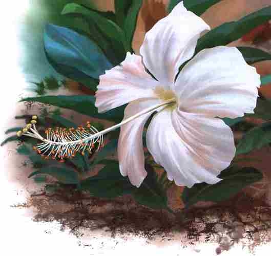 Иллюстрация к книге — Цветы [i_013.jpg]